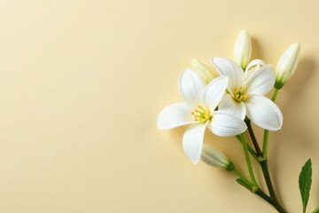 Fototapeta premium White mogra flower buds on beige background, showcasing their unique shape and color, flowers, white, jasmine
