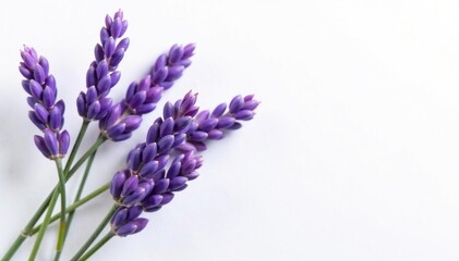 Obraz premium Delicate purple lavender stems intertwined against a white background, hue, color