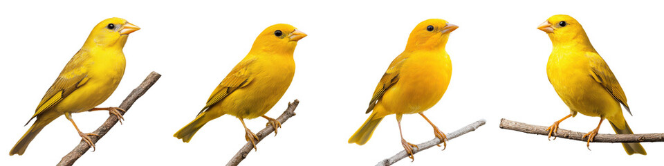 Fototapeta premium Adorable Yellow Bird Perched on Wooden Branch in Nature