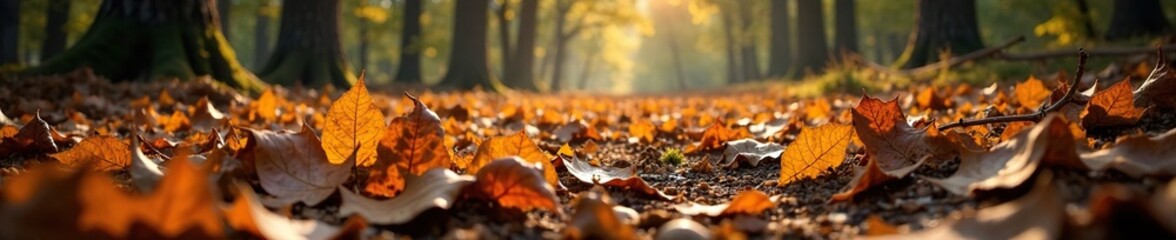 Forest floor covered with fallen leaves and twigs, , dry leaves