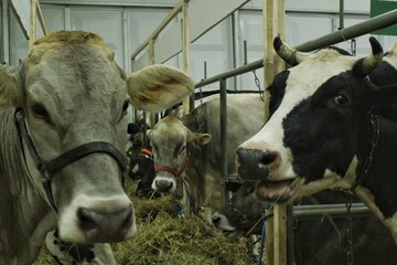 A group of cattle cows of different breeds and colors stand in a barn standing in stalls and eating hay. A close-up of a cows are wearing halters in a barn. Concept of farm and organic milk production
