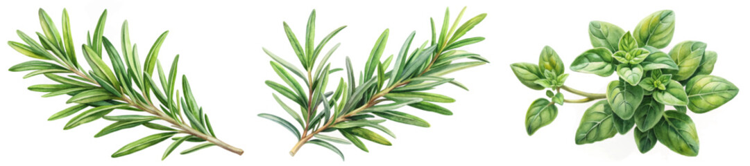 Fresh green herbs, rosemary sprigs, basil leaves, botanical illustration, vibrant colors, natural beauty, culinary use.