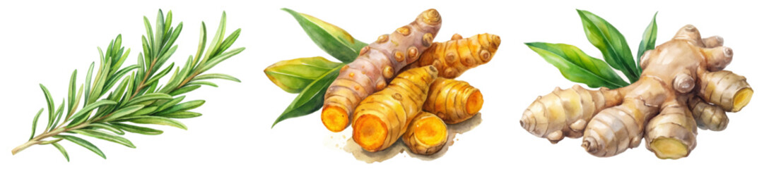 Fresh herbs illustration, turmeric roots, ginger roots, botanical watercolor style, culinary use, natural ingredients.