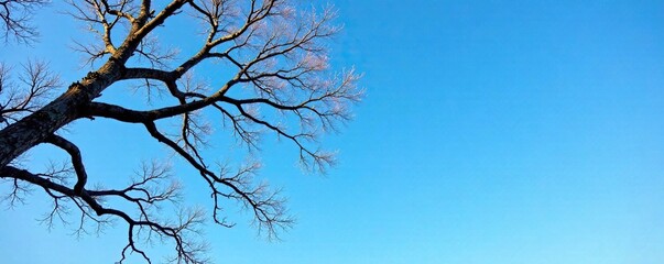 Obraz premium Bare tree limbs etched against the clear blue sky, blue, serene