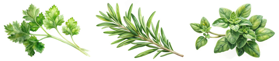 Fototapeta premium Fresh herbs illustration, vibrant green colors, culinary use, watercolor style, botanical art, natural elements.