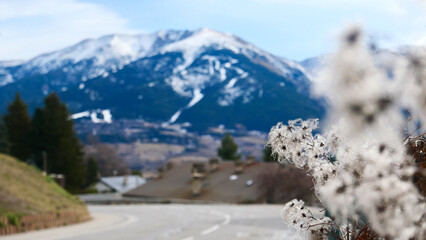 Landscape in snow-capped mountains, dried flowers in the foreground, postcard view, Font-Romeu, France, tourism, vacation