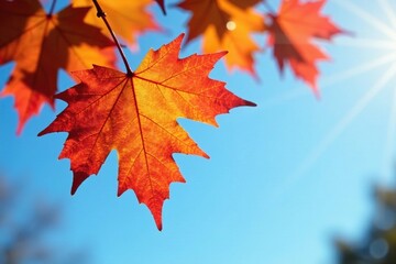 Fototapeta premium Leaf drops softly from maple branch against blue sky, nature, autumn, leaf drop