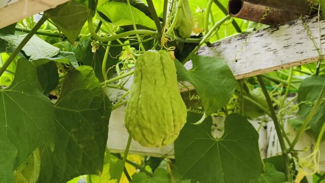 Fresh chayote fruit in the garden