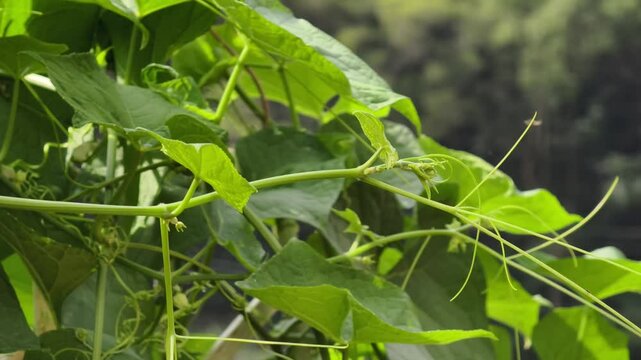 Chayote shoots in the garden