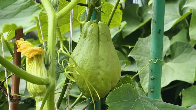 Fresh chayote fruit in the garden
