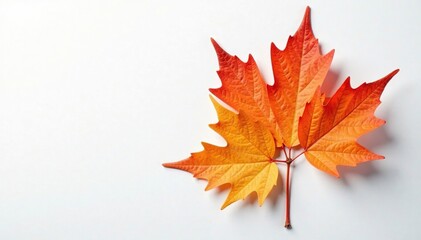 A bundle of orange maple leaves in a loose arrangement on a plain surface, single leaf, white background