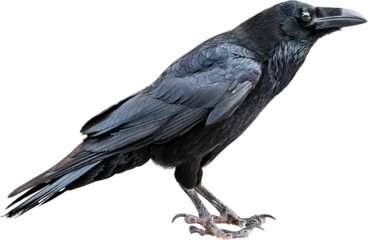 Majestic Black Raven Dark Feathers Sharp Talons Wild Bird Isolated Profile View