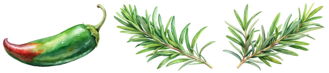 Fresh green chili, vibrant rosemary sprigs, watercolor style, culinary herbs, natural ingredients, food illustration.