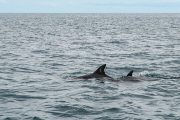 Fototapeta premium Wild dolphin swimming at the surface of the Atlantic ocean near Sao Miguel Island, Azores, Portugal. Short beaked common dolphins (Delphinus delphis). A dolphin jumps out of the water.