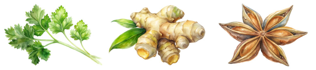 Fresh herbs collection, vibrant green cilantro, ginger root, star anise, culinary ingredients, natural flavors.
