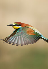 A colorful bird in mid-flight, showcasing intricate feather details and vivid colors, set against a softly blurred natural background with a bokeh effect.