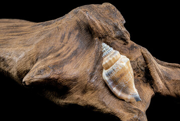 Detailed Spiral Seashell on Textured Driftwood
