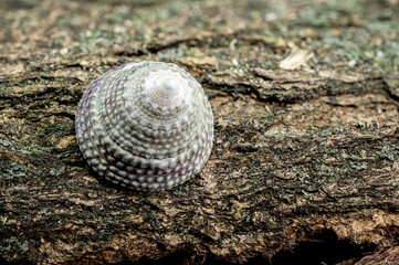 Small spiral shell on textured bark