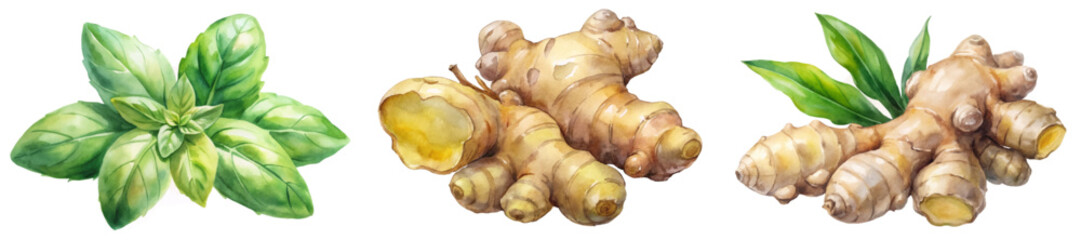 Fresh basil leaves, ginger root illustrations, vibrant watercolor style, culinary herbs, natural ingredients, botanical art.