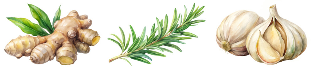 Fresh ginger root, aromatic rosemary sprig, garlic cloves, vibrant watercolor style, culinary herbs, natural ingredients.