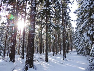 Sunlit Winter Forest Scene: Snow-Covered Pine Trees Glistening in Sunlight, Majestic Winter Wonderland