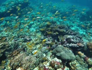 Underwater Scene: Vibrant Yellow Fish Schooling Over Coral Reef