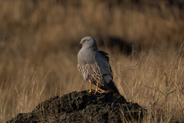 Montagu's Harrier sitting on a rock in the grassland during golden hours at Bhigwan, India