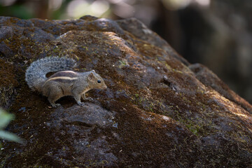 Indian palm squirrel or Three-palm striped squirrel searching for food as the day begins 
