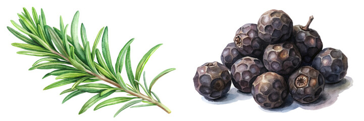 Fresh rosemary sprig, black peppercorns, botanical illustration, culinary herbs, natural ingredients, watercolor style.