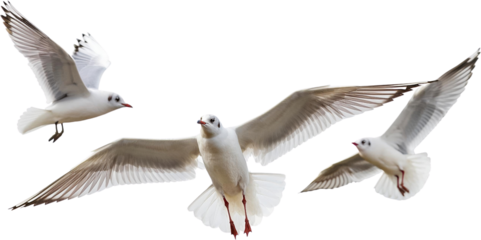 Three black headed gulls in flight wings spread isolated transparent background
