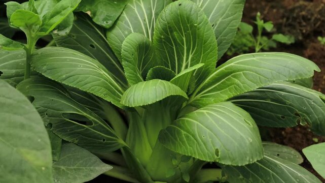  bok choy or pak choi in the garden.