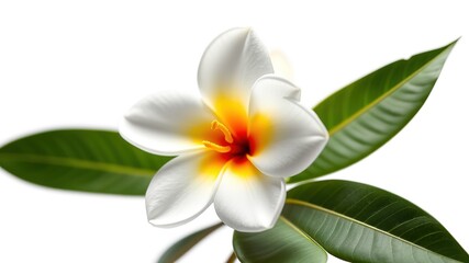 Obraz premium Beautiful White Plumeria Flower, Tropical Floral, Isolated, High-Quality Image