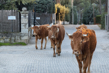 Cows passing through the urban area of a small town in Madrid, Spain