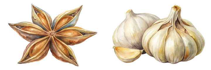Watercolor illustration, star anise, garlic bulbs, botanical art, culinary herbs, natural colors, food illustration.