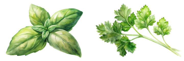 Fresh basil leaves, vibrant green, watercolor style, culinary herbs, natural ingredients, healthy cooking, organic produce.