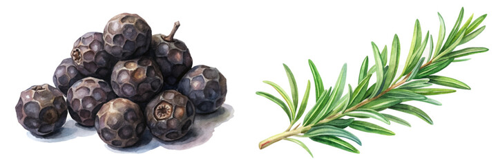 Black peppercorns, fresh rosemary, botanical illustration, culinary herbs, natural ingredients, vibrant colors, food styling.