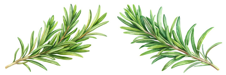 Fresh rosemary sprigs, vibrant green leaves, botanical illustration, culinary herbs, natural ingredients, organic style.