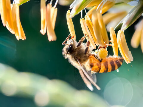 Honey bees suck cornflower nectar, macro shot of Asian honey bee (apis cerana)
