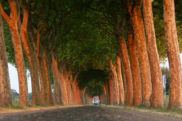 Under the canopy of trees, a serene road stretches into the sunset at a quiet countryside location