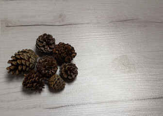 small pine cones on a gray background