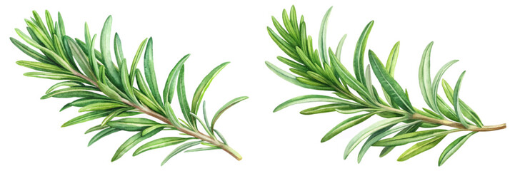 Obraz premium Fresh rosemary sprigs, vibrant green leaves, botanical illustration, culinary herbs, natural elements, organic design.