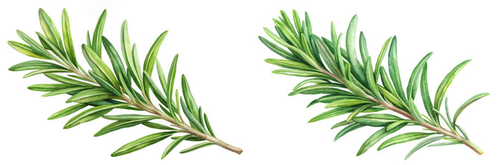 Fresh rosemary sprigs, vibrant green leaves, botanical illustration, culinary herbs, natural elements, organic design.