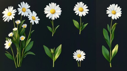 Daisy isolated set, featuring multiple blossoms and leaves, high-resolution details and sharp edges, versatile and clean --ar 16:9 --v 6.1 Job ID: 7747f65e-73fb-4a50-ad26-2135a12655e4