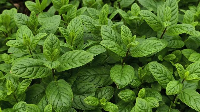 Green Mint Plant Grow Background 