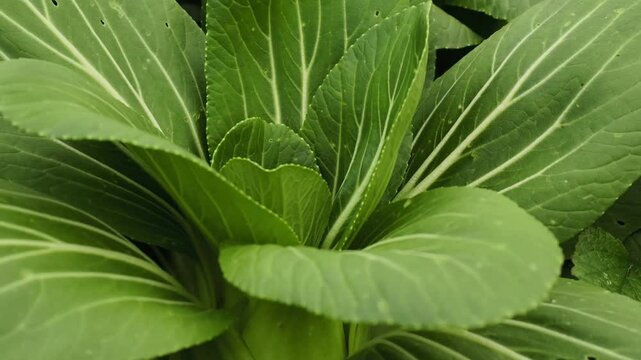 bok choy or pak choi in the garden.