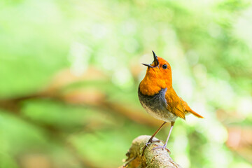 さえずるコマドリ