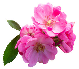 Pink roses bloom in a rose garden amidst the morning sunlight. isolated on transparent background.