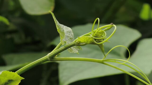 chayote shoots on the tree