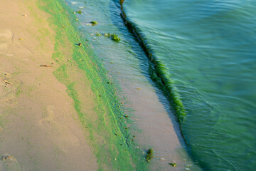 Algae blooms in lakes and rivers showcasing the urgent need for water conservation.