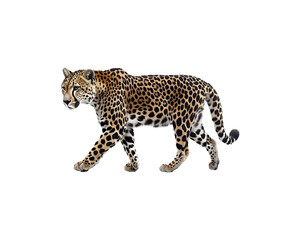 A cheetah walking to the right against a black background.